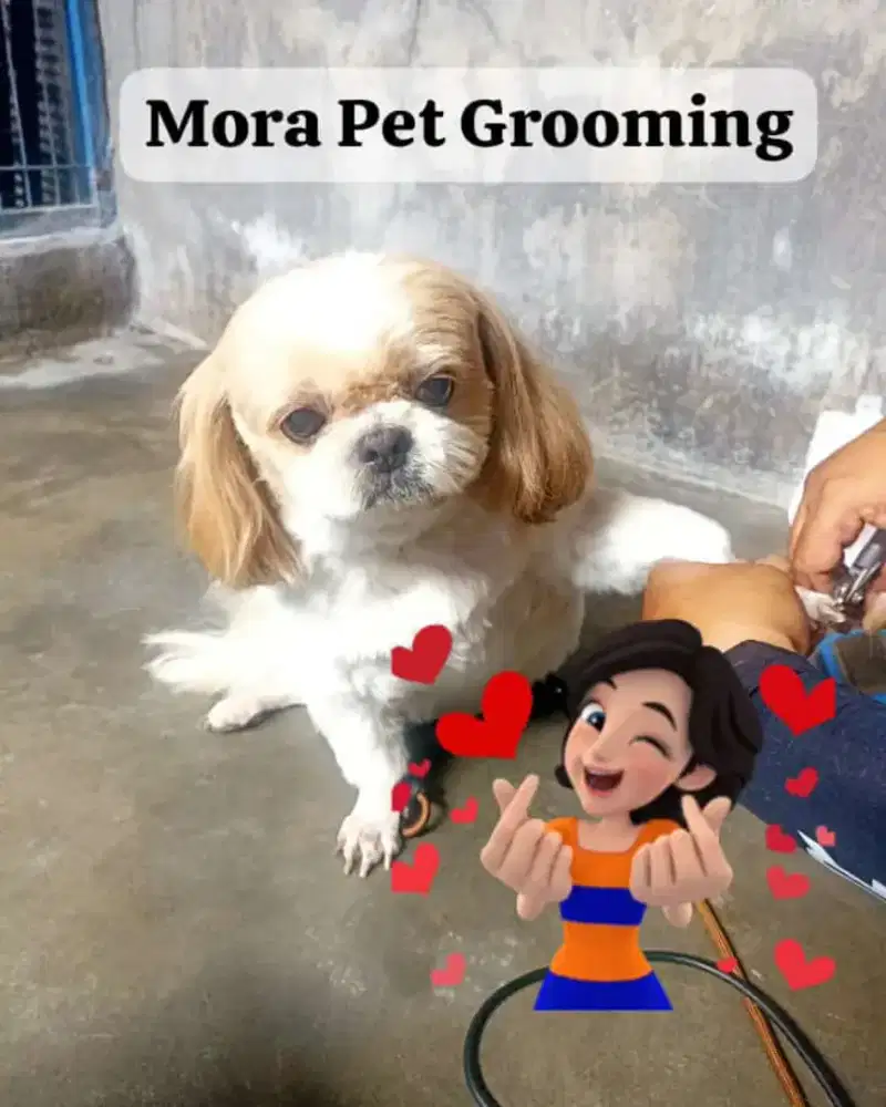 Salon hewan peliharaan khusus anjing