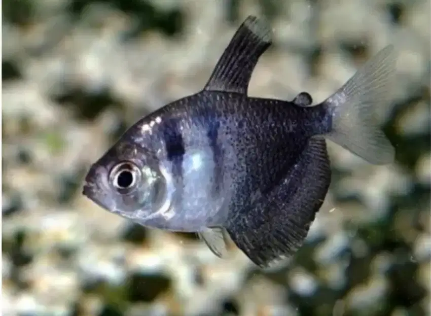 ikan tetra hias