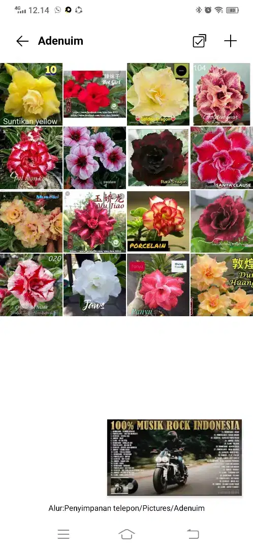Adenium / Kamboja Jepang kembang tumpuk