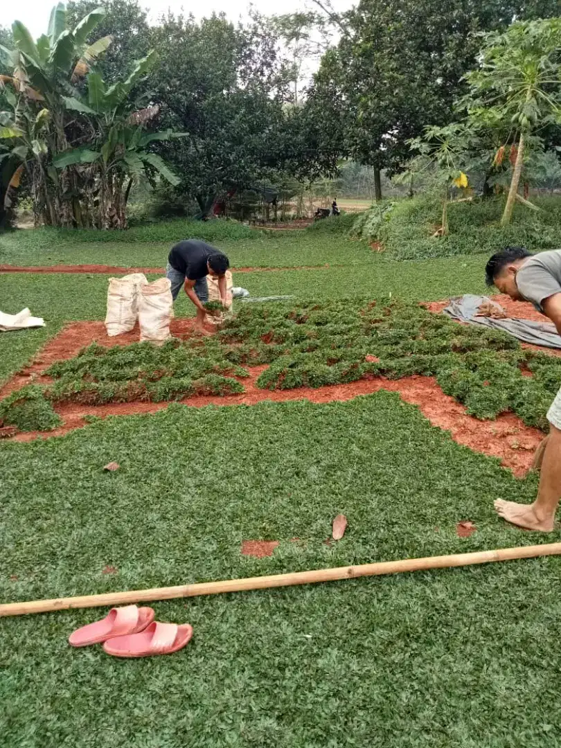 Jual rumput gajah mini