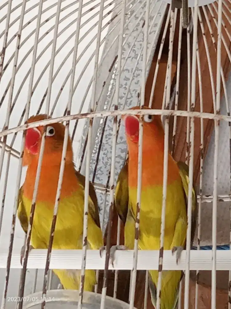 Jual BURJA LOVEBIRD PASANGAN EWING GREEN MUDA