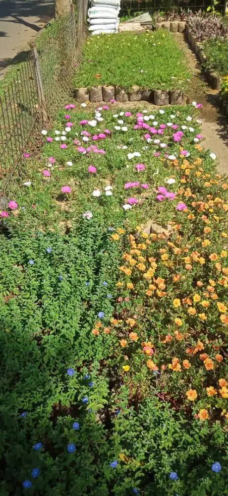 Tukang kebun amanah. renovasi dan pembuatan taman baru.