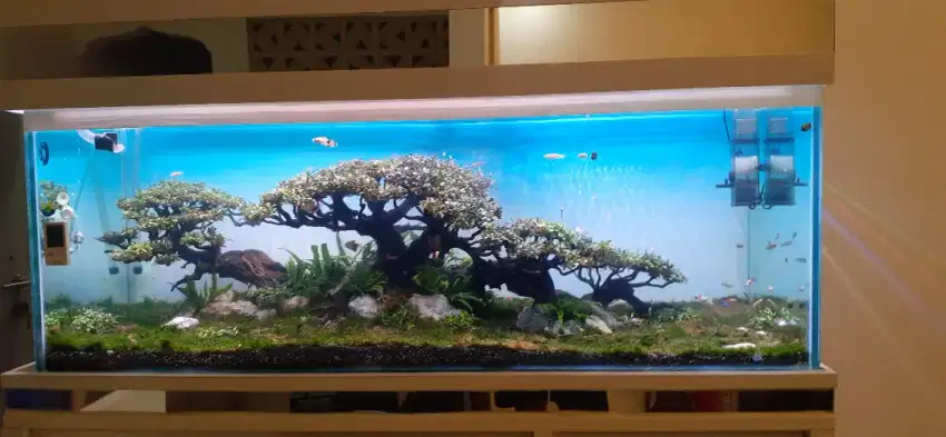 Aquarium aquascape