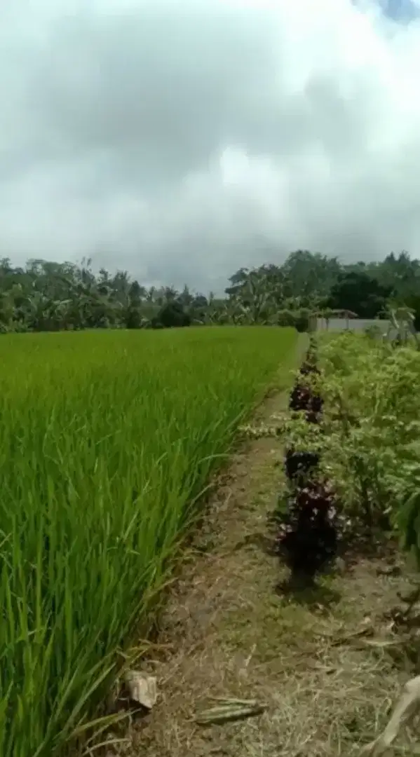 Dijual sawah organik dekat Sanda Plantation Hideaway Bali