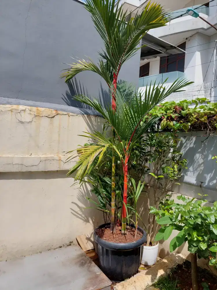 Tanaman Palem merah