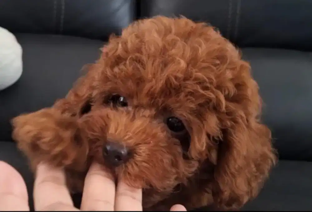 JUAL PUPPY RED TOY POODLE