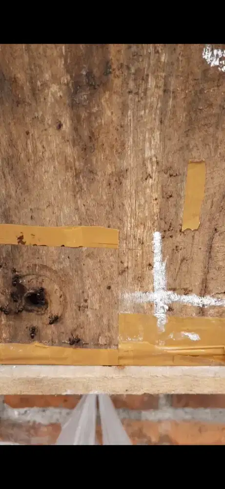 Bibit Klanceng ITAMA