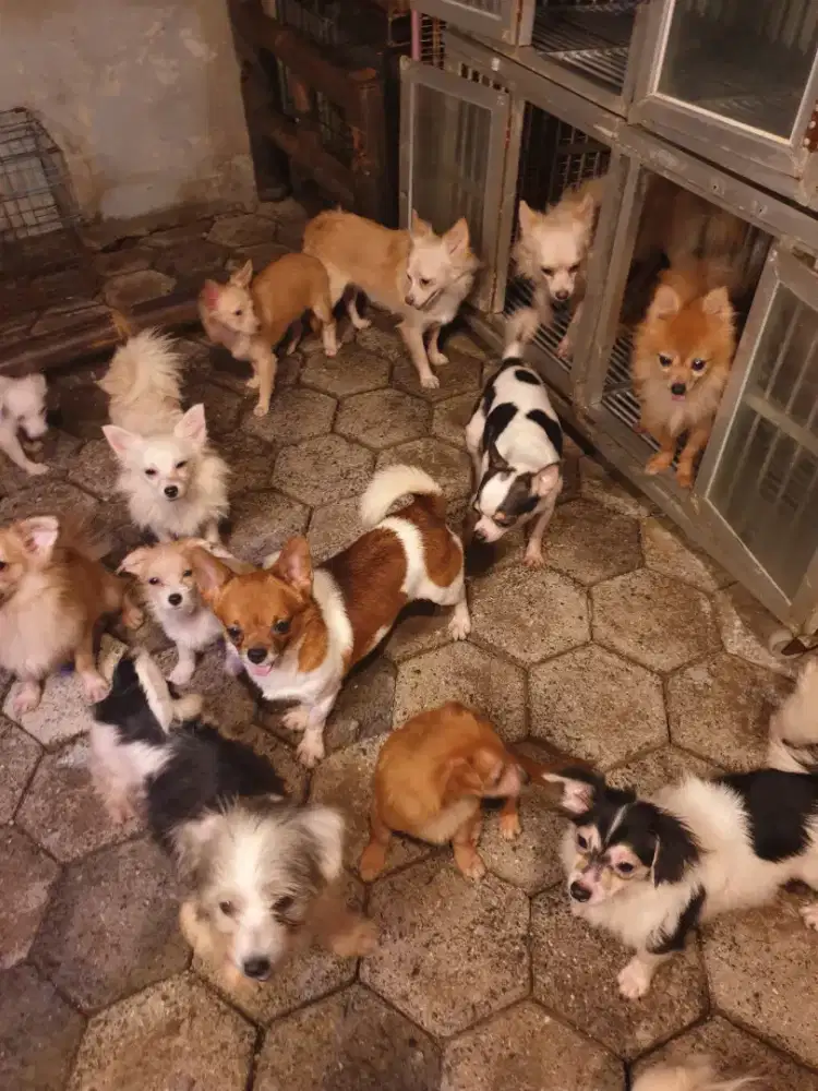 Beli 2 GRATIS 1 Dog ras mini size kecil