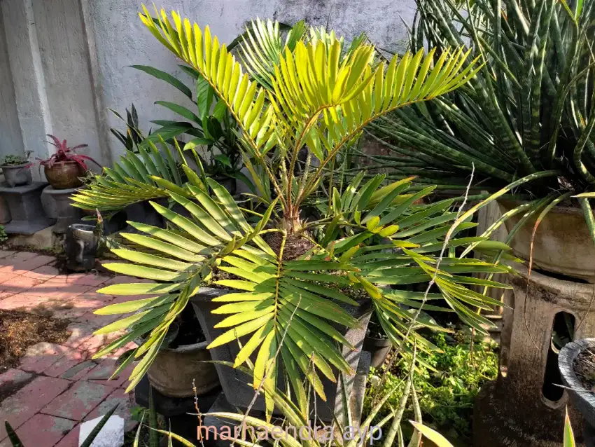Zamia Loddigessi
