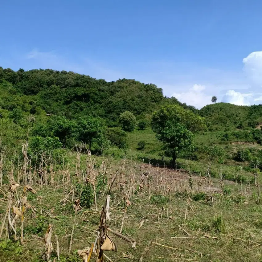 Di Jual Tanah Via Lelang Berlokasi Di Lombok Selong Belanak NTB