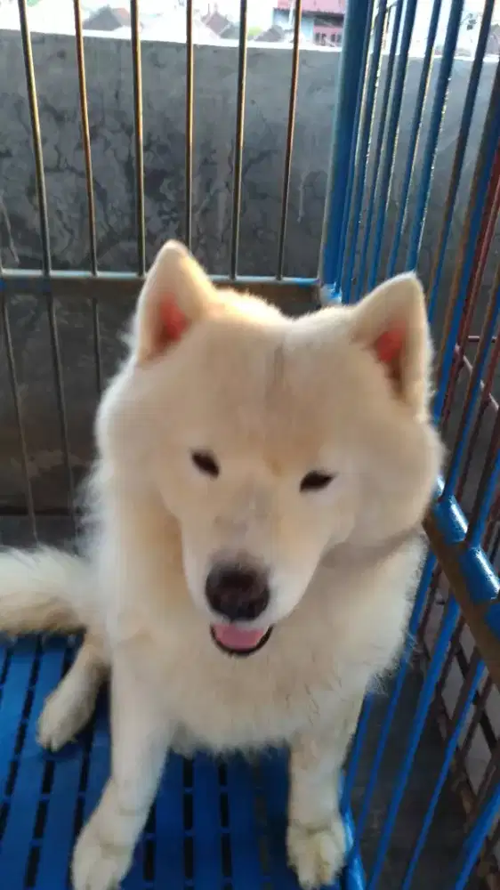 Dokter Hewan di Taman Griya