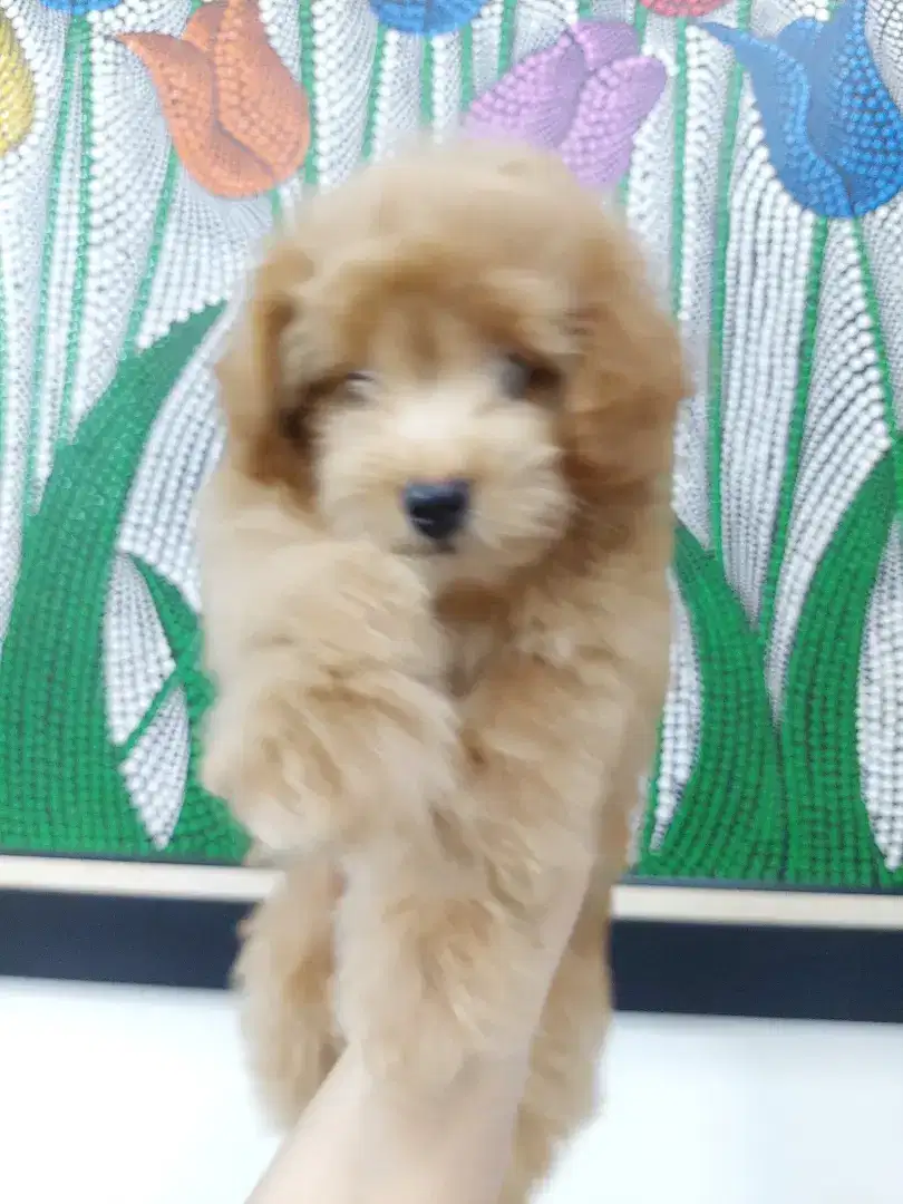 Anakan ShihTzu mix, Poodle mix Minipom Cantik Murah