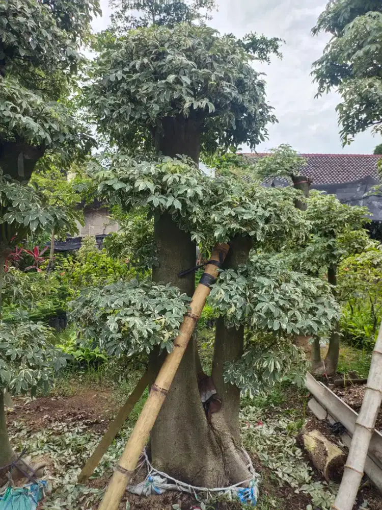 Jual pohon randu varigata