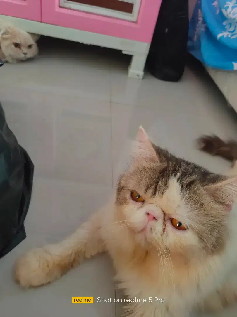 Kucing peaknose exo jasa pacak