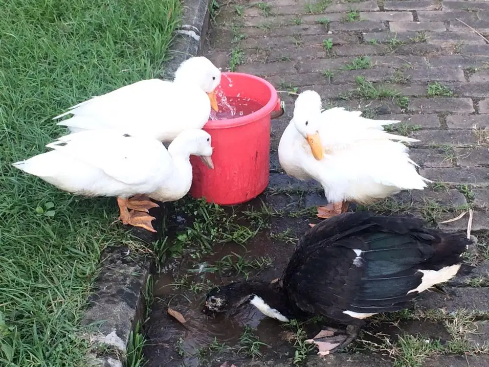 Bebek peking,hibryda dan entok