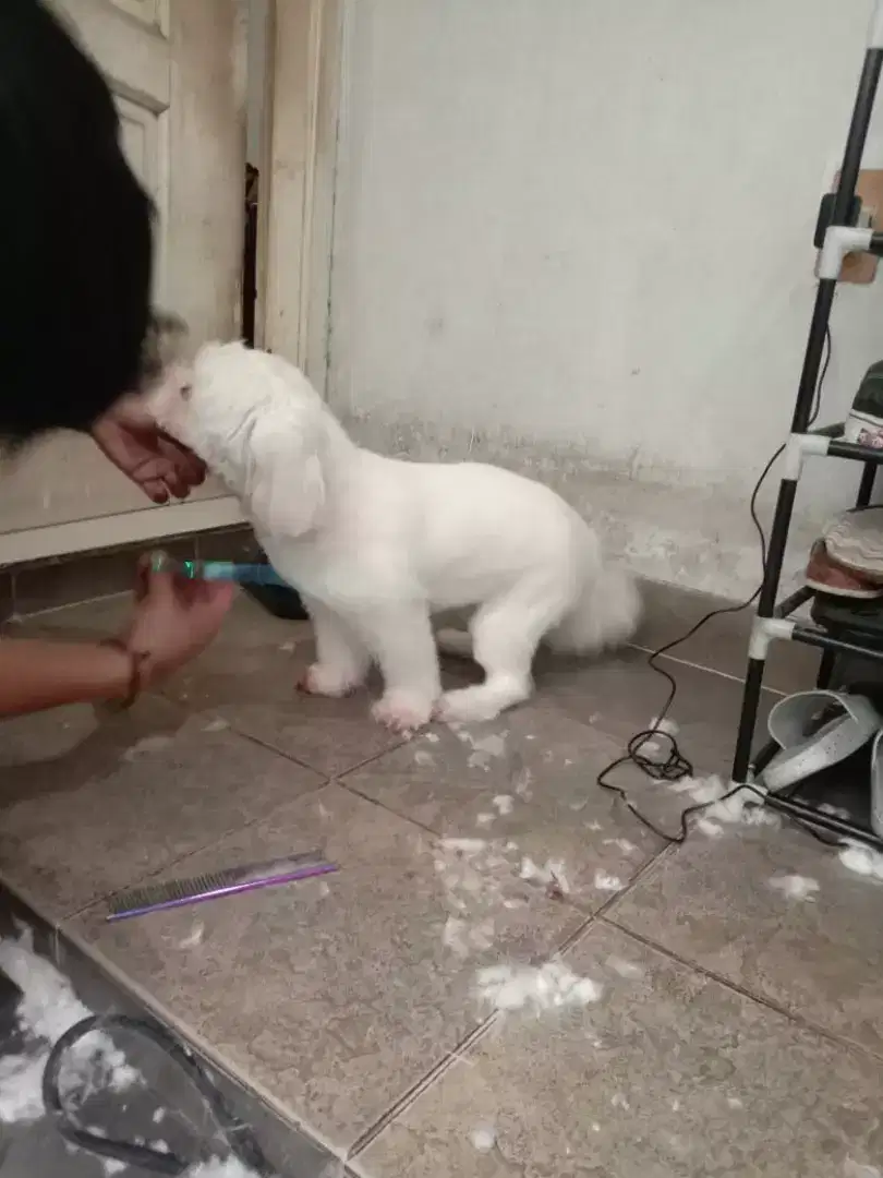 Termurah jasa grooming anjing kucing panggilan cukur bulu mandi rumah