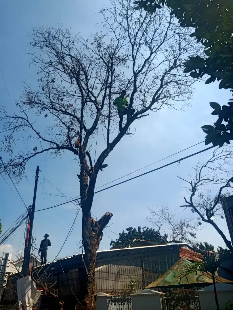 JASA PANGKAS DAN TEBANG POHON