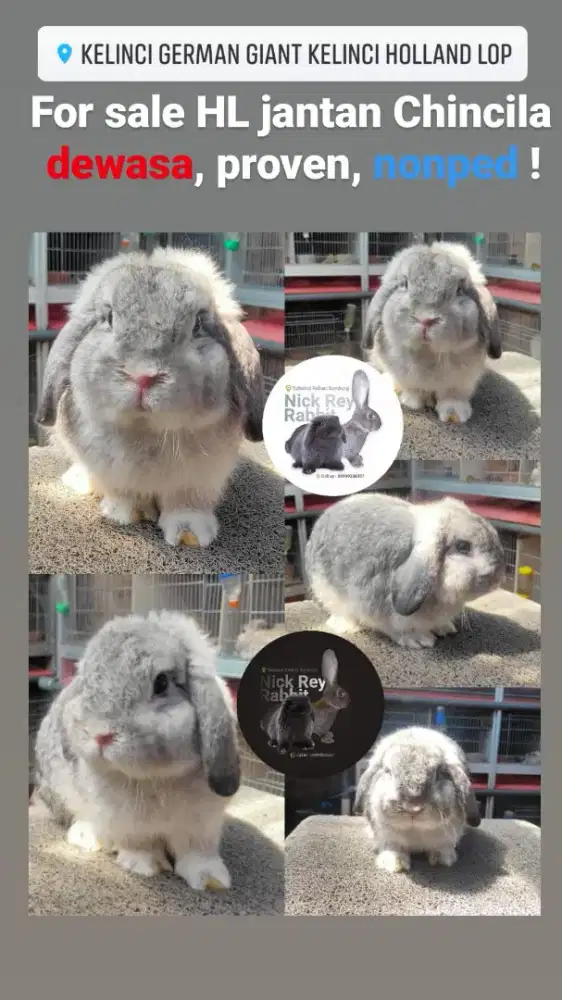 Kelinci holland lop chincilla jantan dewasa