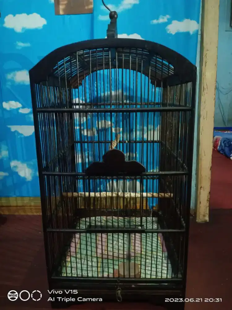 JUAL BU KANDANG BURUNG BLACK NOMINUS SIAP PAKAI