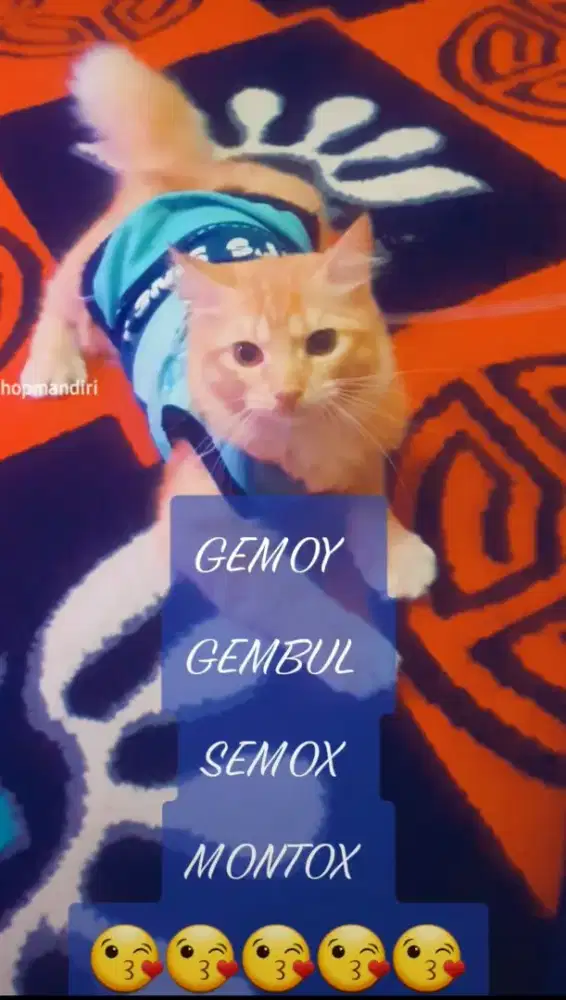 Kucing Persia Mix Jantan Gembul Umur 4 Tahun Pelihara Dari Kecil