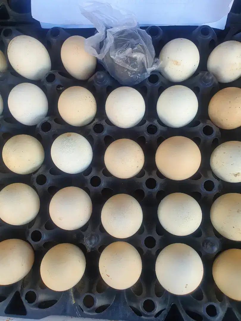 Terlaris Telor Ayam Kampung Bisa Kirim Indonesia