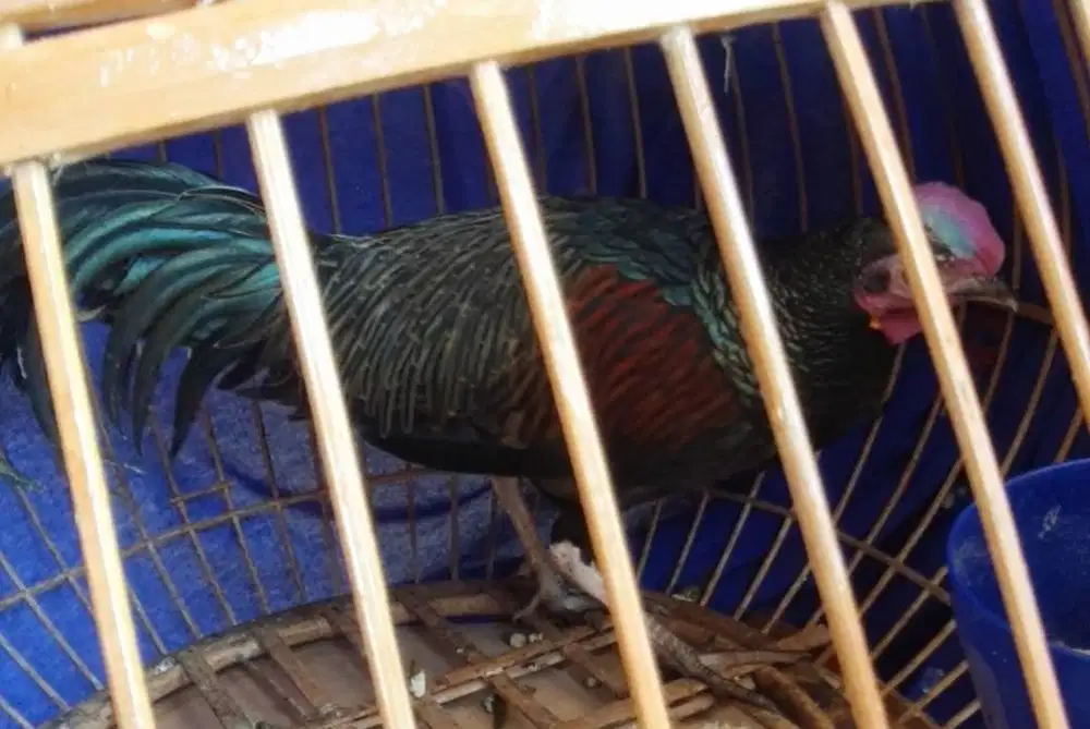 Jual ayam hutan hijau - jual ayam hutan hijau