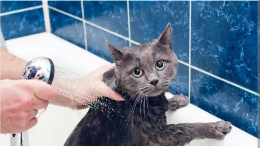 Grooming kucing panggilan kota dan kab Bandung