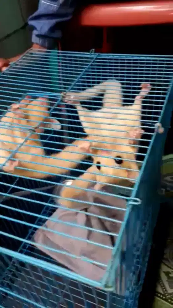 Sugar grider leucistic