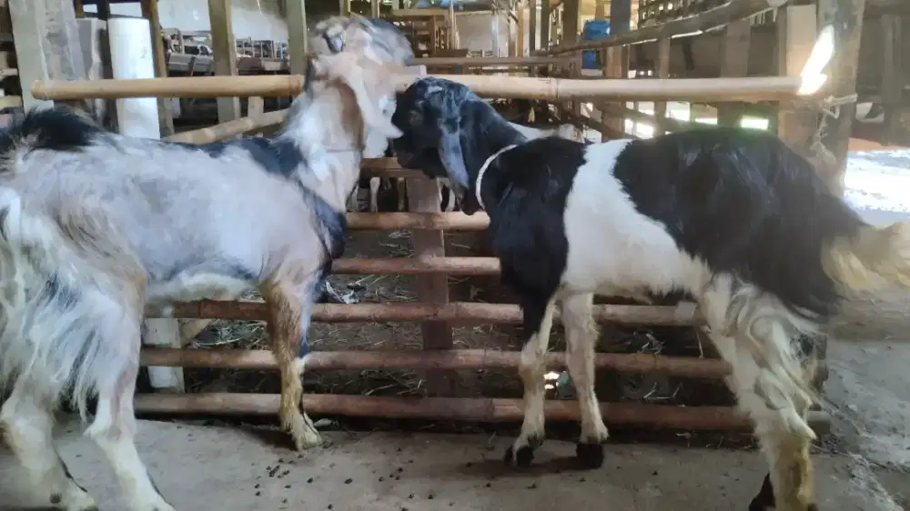 Menjual kambing/domba Qurban free ongkir