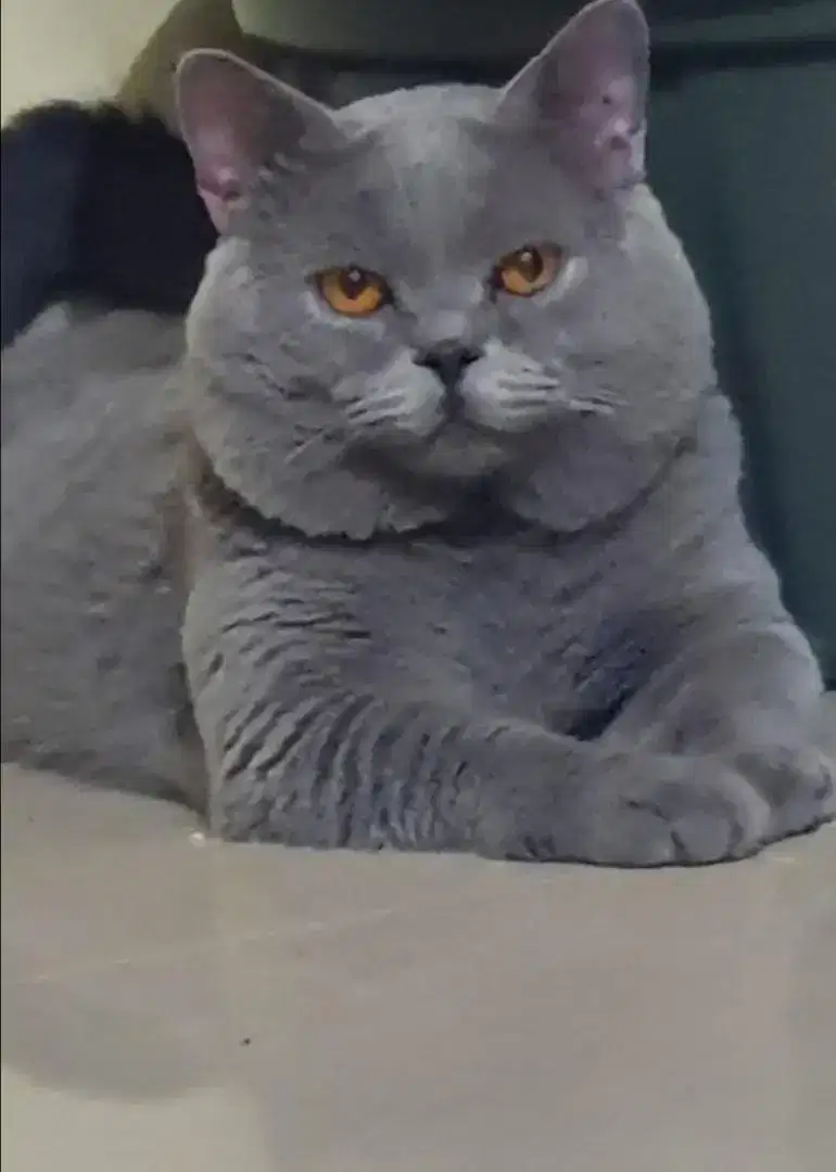 Jasa Pacak Kucing British Shorthair (Jantan Lilac dan Blue)