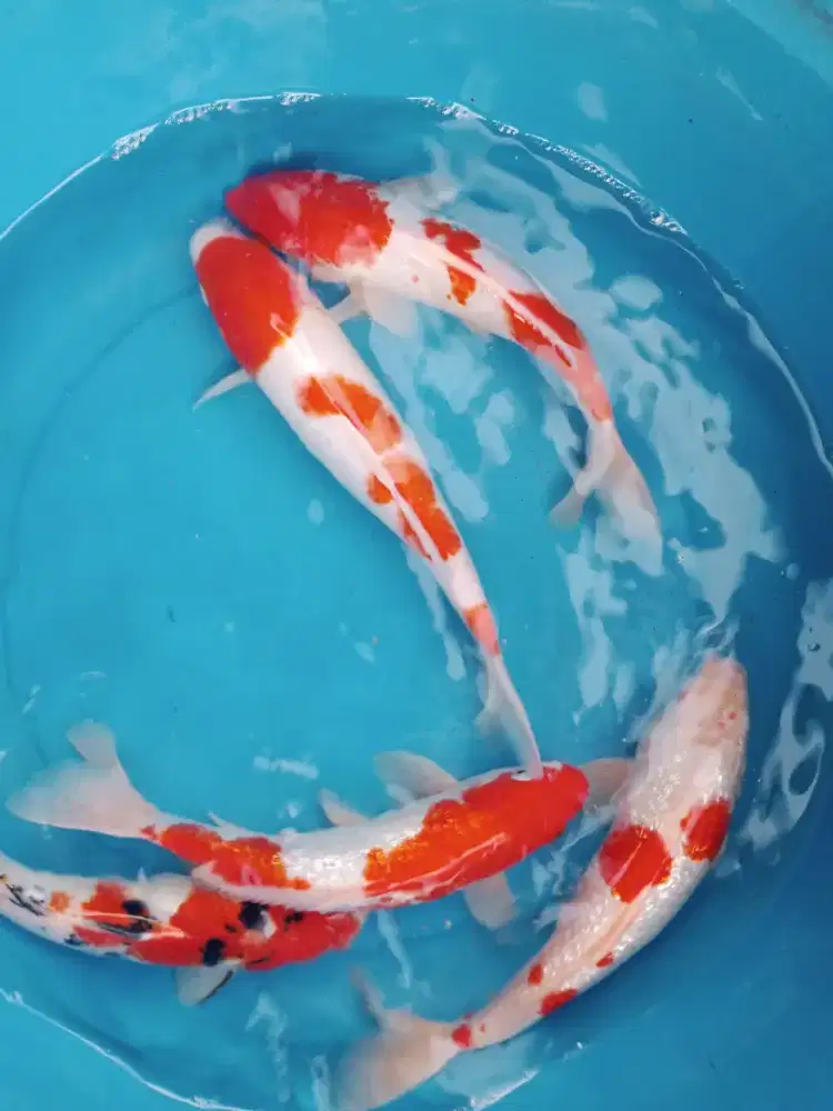 Koi kohaku sanke paket 5 mix ukuran 23cm