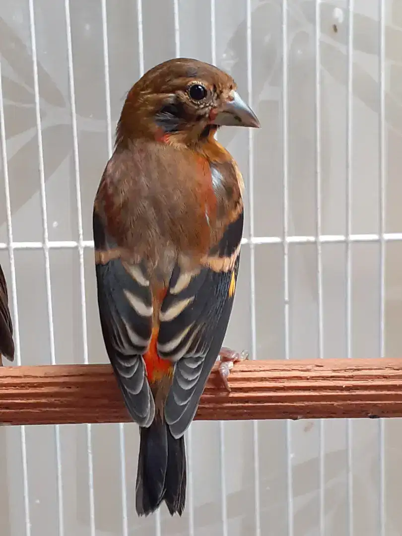 Red siskin Klasik fik jantan usia 2-3bln