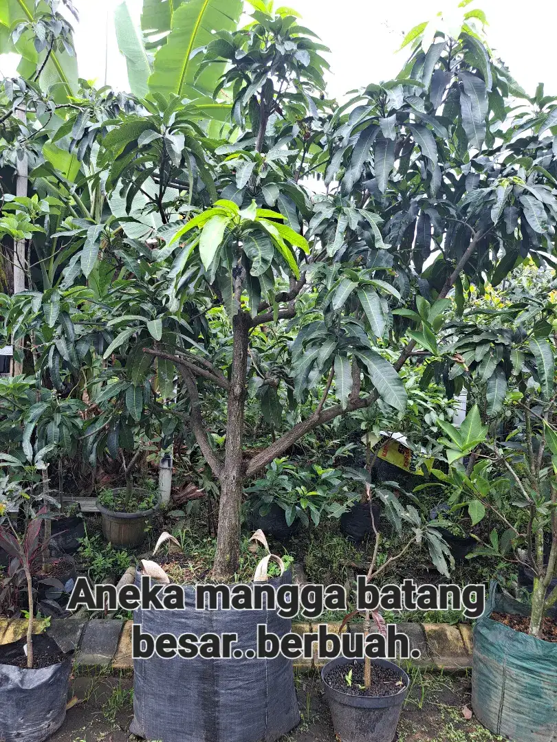 Bibit buah batang besar sudah buah dalam pot