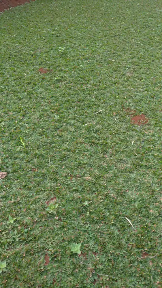 Terima jasa pasang rumput atau pengerapihan lahan