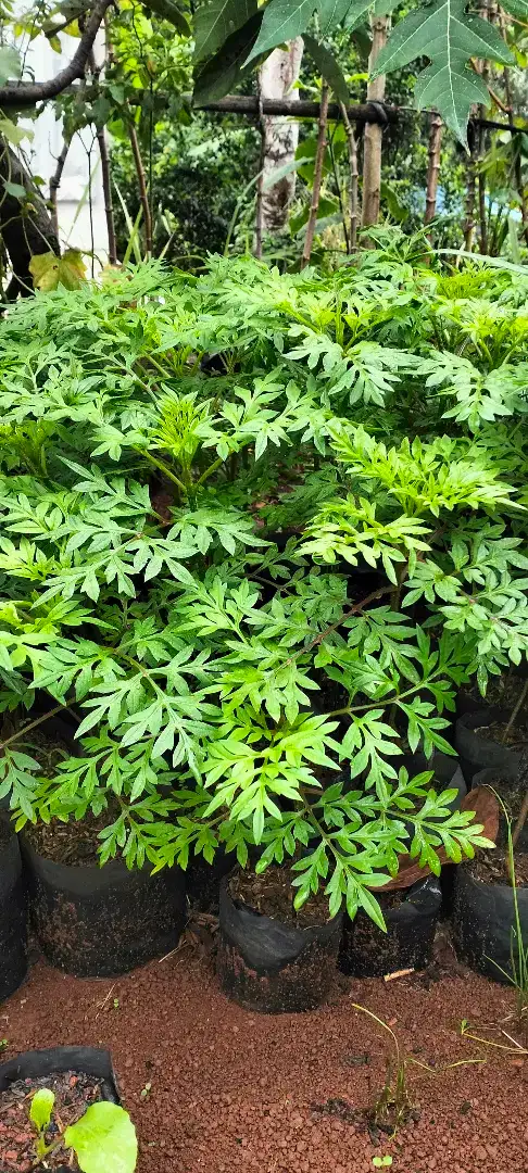 Pohon kenikir lalap