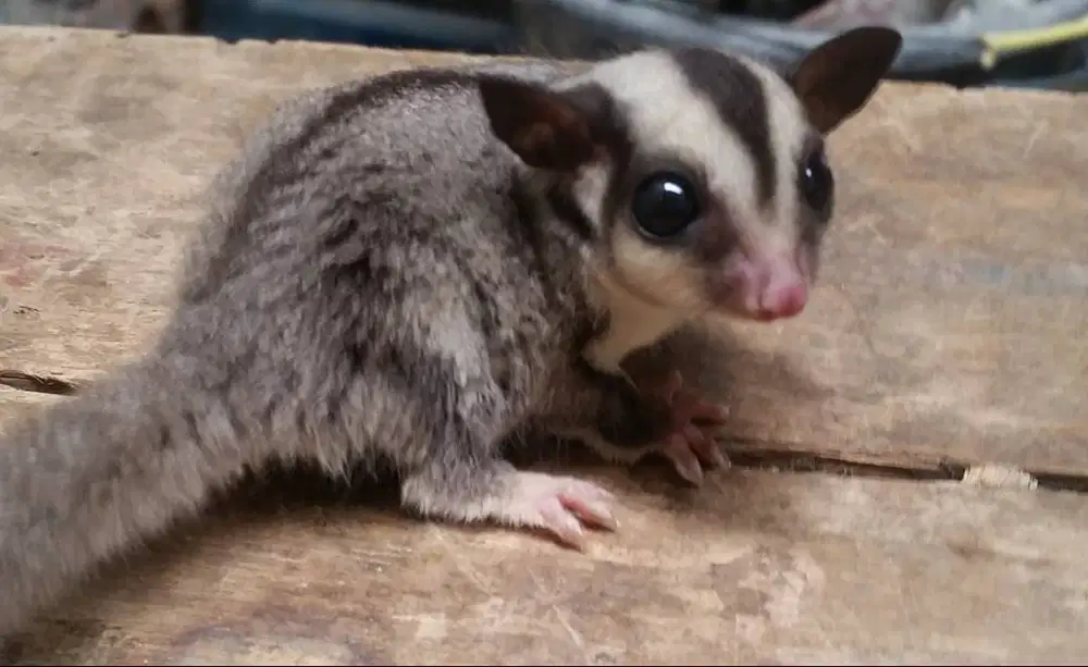 Sugar glider classic grey joey/anakan