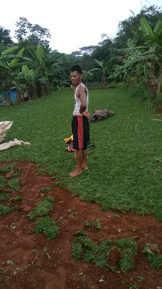 Jual rumput gajah mini