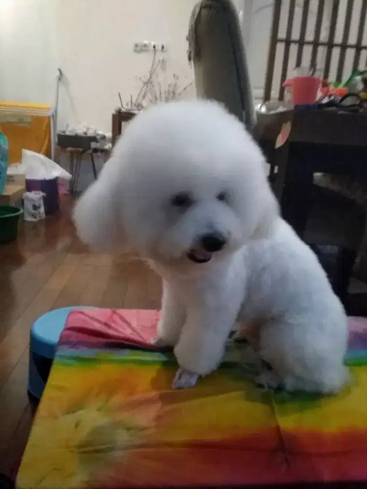 Termurah jasa grooming anjing kucing panggilan cukur bulu mandi rumah