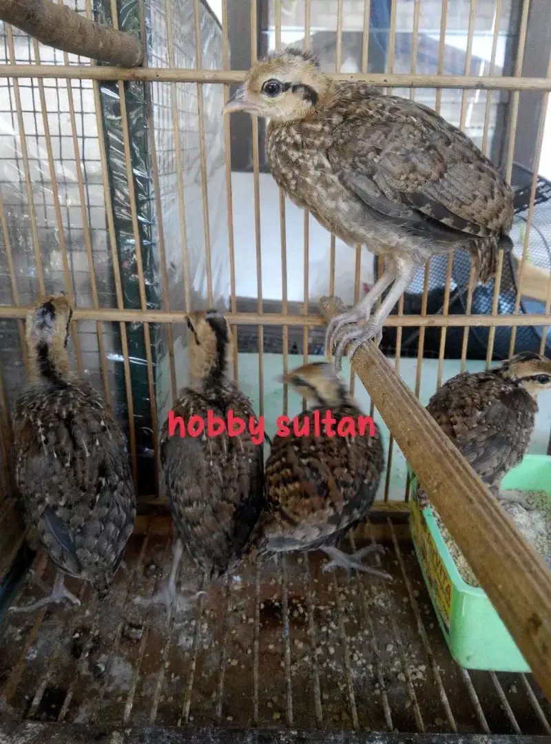 Ayam bekisar anakan sepasang mewah