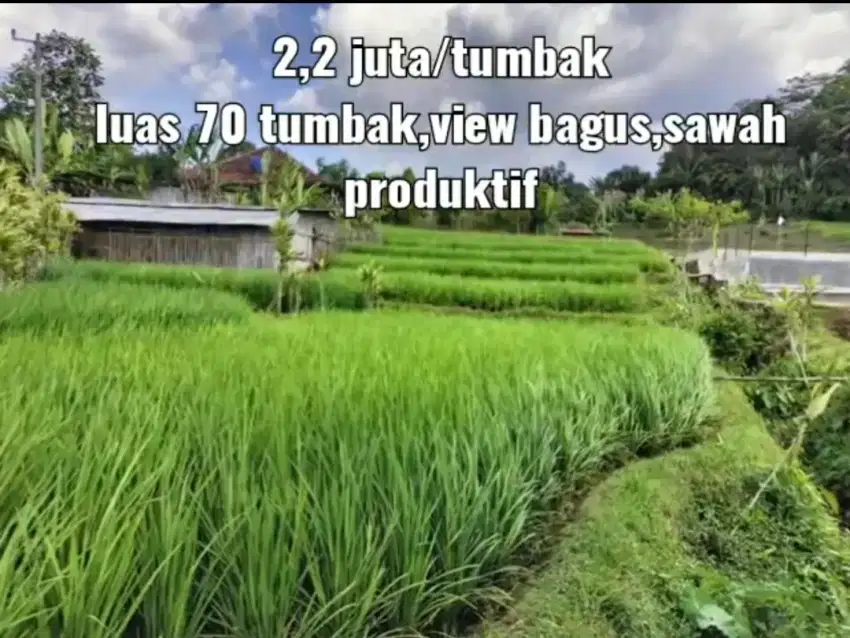 Sawah subur murah 70 tumbak pinggir jalan desa