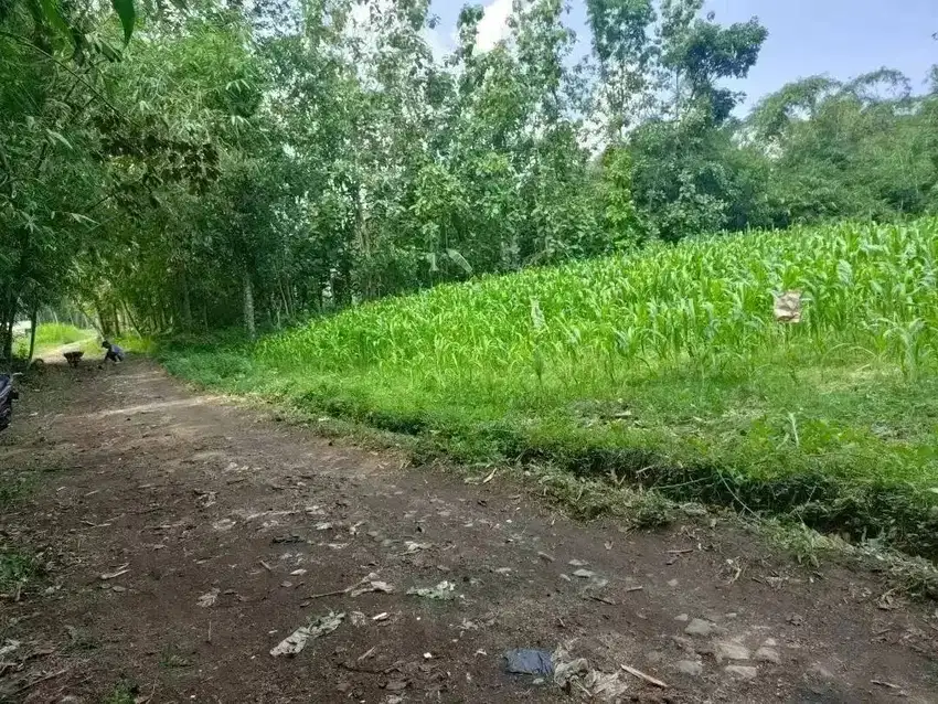 Sawah Dekat Kampus Dekat Perumahan