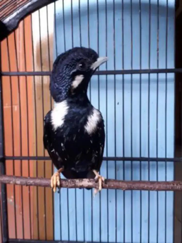 Burung raja perling mewah