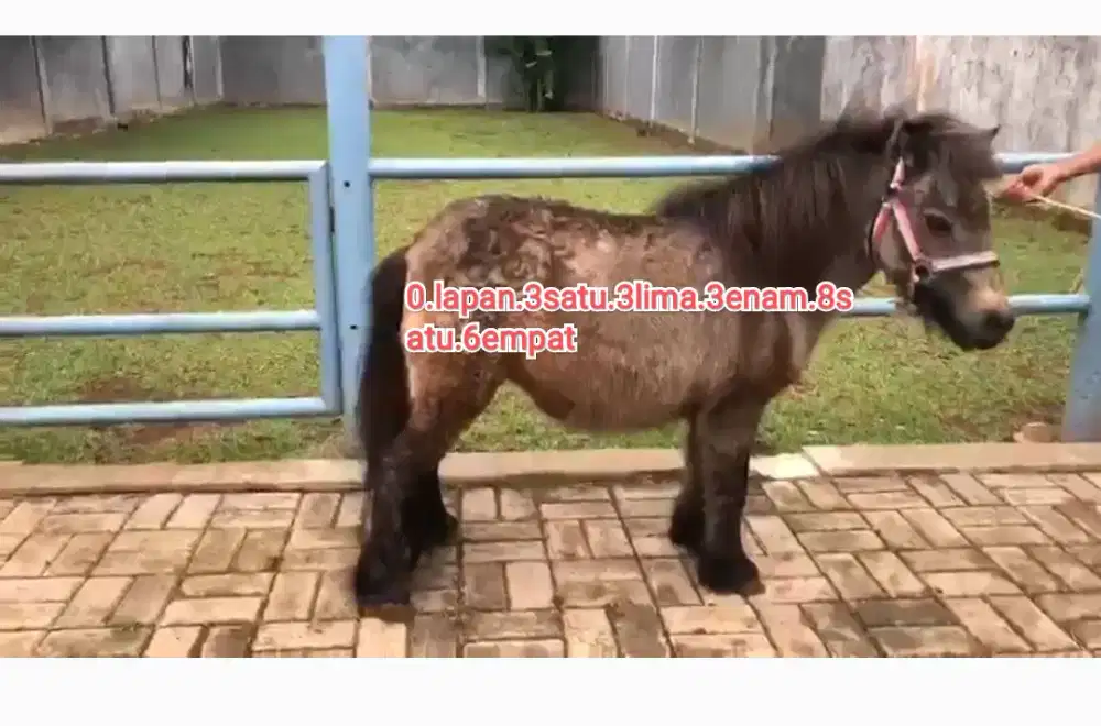 Kuda poni kerdil import sepasang mewah langka sertifikasi resmi