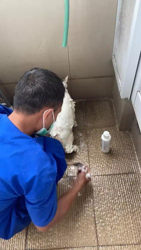 Jasa grooming tinypet kucing anjing jadetabek
