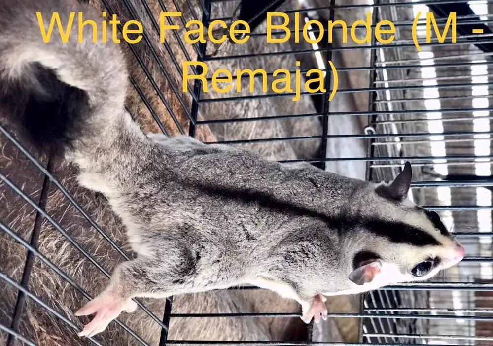 DIJUAL : Sugar Glider White Face - Jantan Dewasa