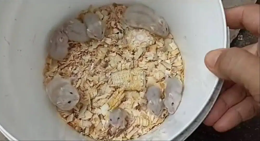 Hamster winter white langka violet original