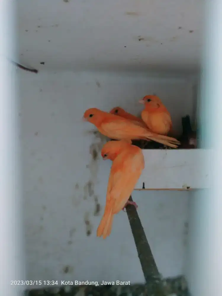 BURUNG KENARI MERAH LOKAL MERLOK WARNA ALAMI MURNI GENETIK