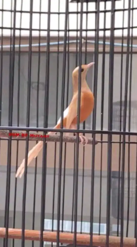 Burung giras jadi jinak n gacor