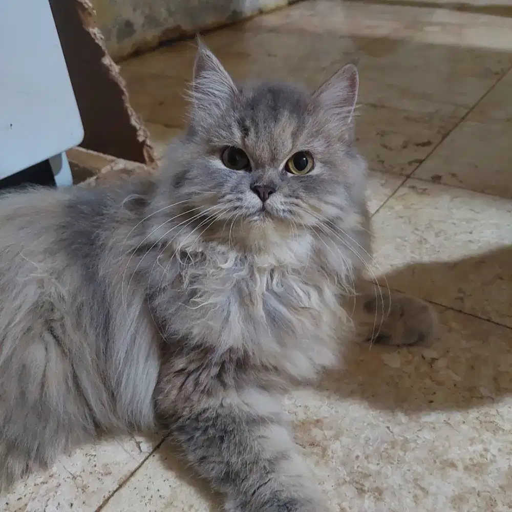 Kucing. Persia - Jual Hewan Peliharaan Terlengkap di Makassar Kota -  OLX.co.id