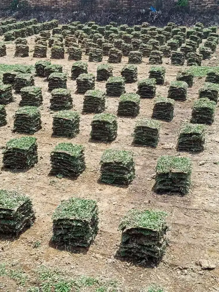 distributor rumput taman dan tanah hitam